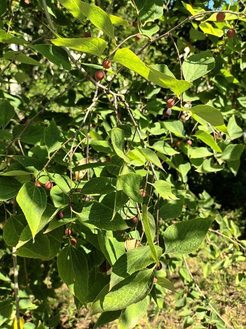 Dwarf hackberry