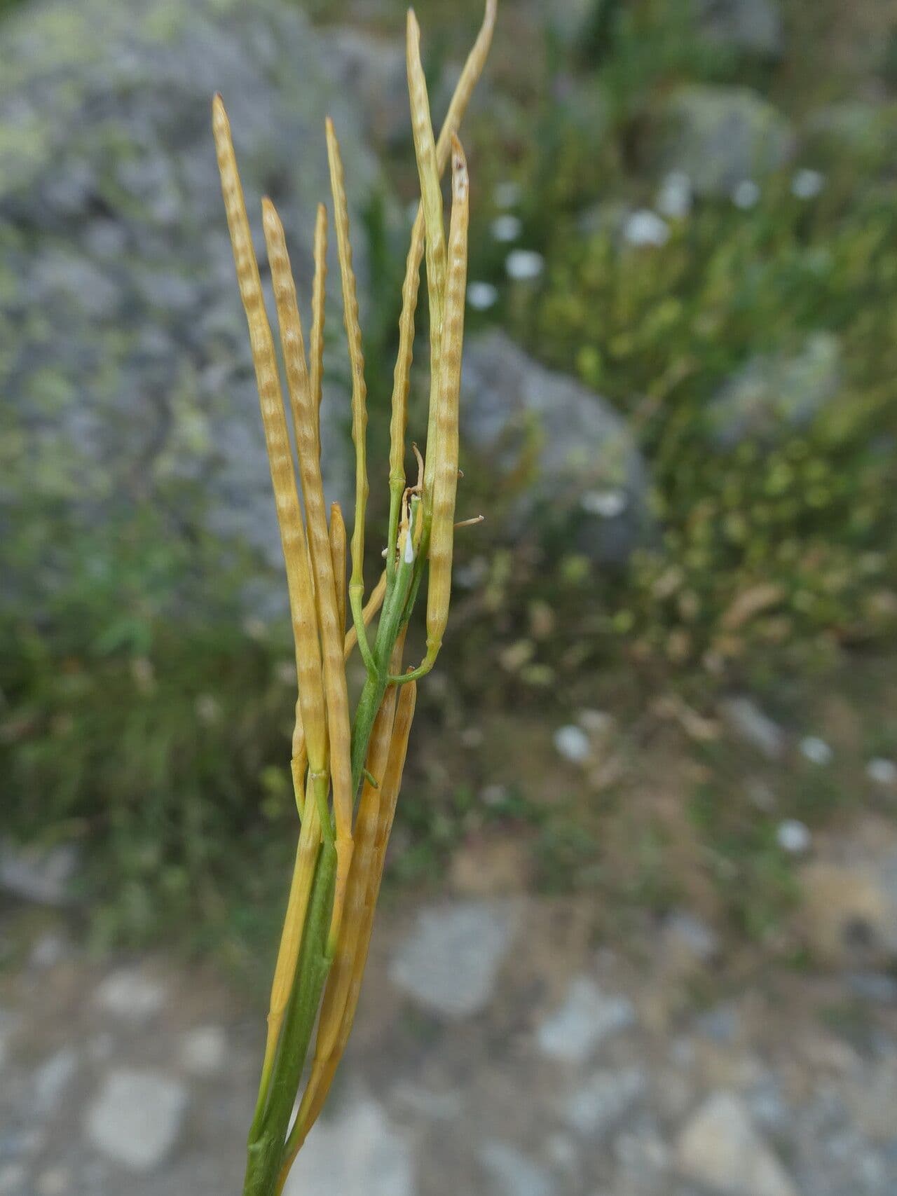 Arabis ciliata 5