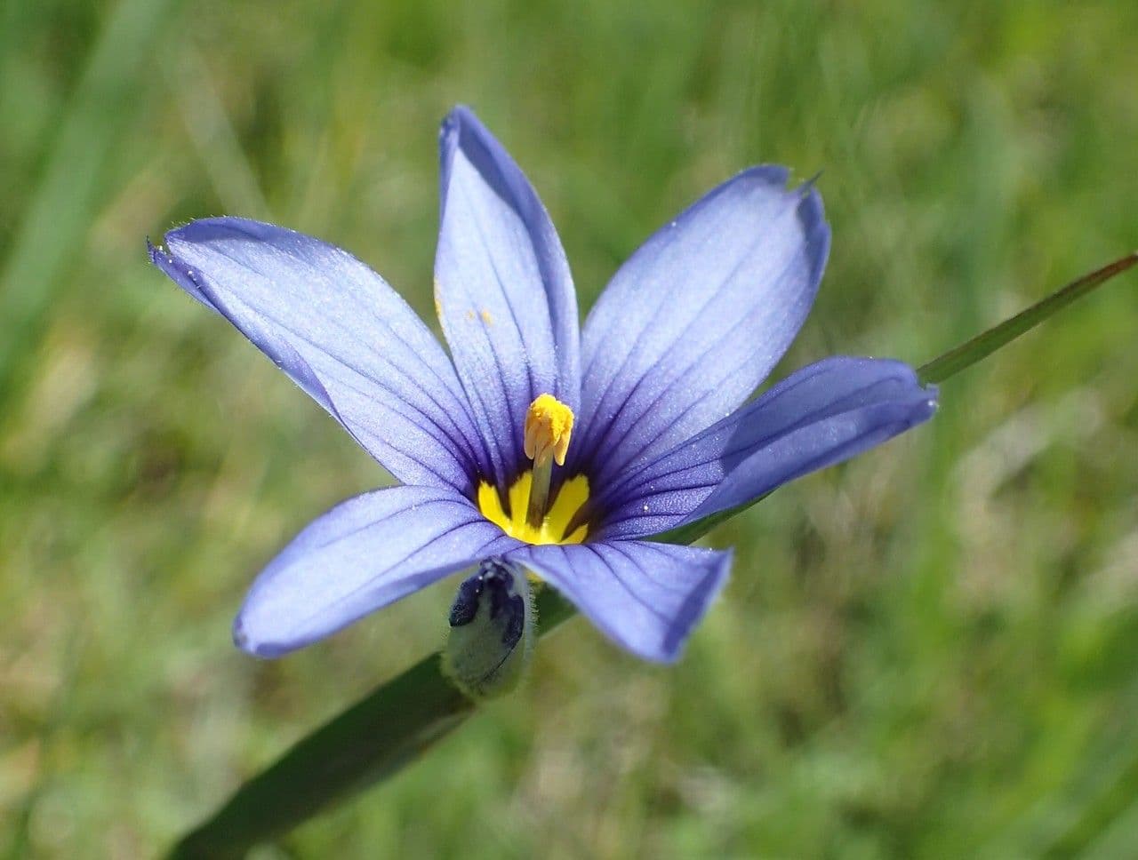 Schmalblättriges Blauaugengras 8