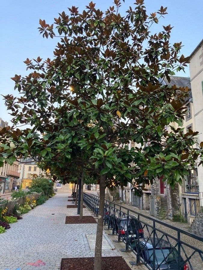 Magnolia grandiflora 14