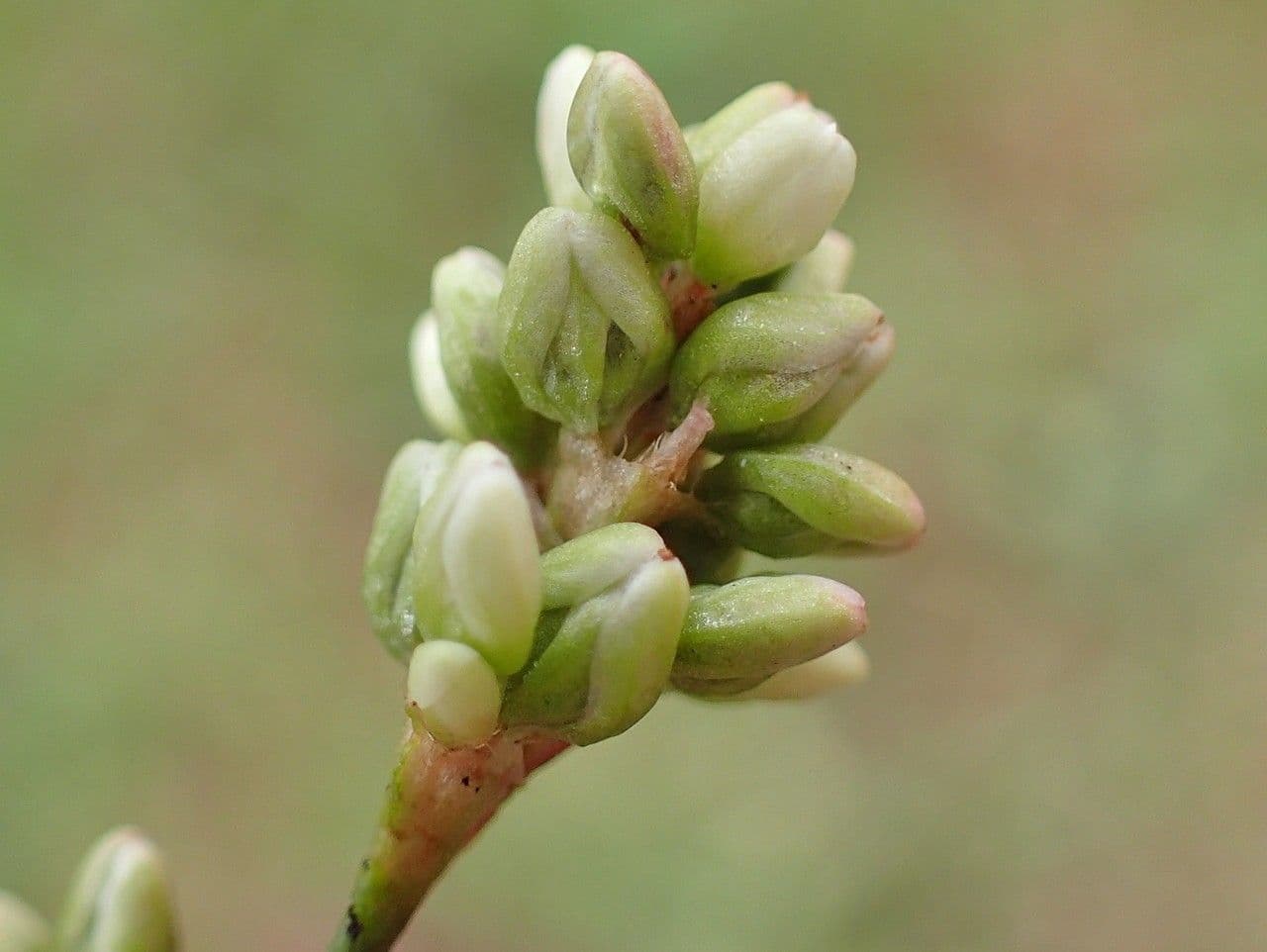 Persicaria de hoja de acedera 2