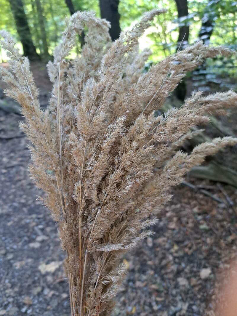 Třtina křovištní 22