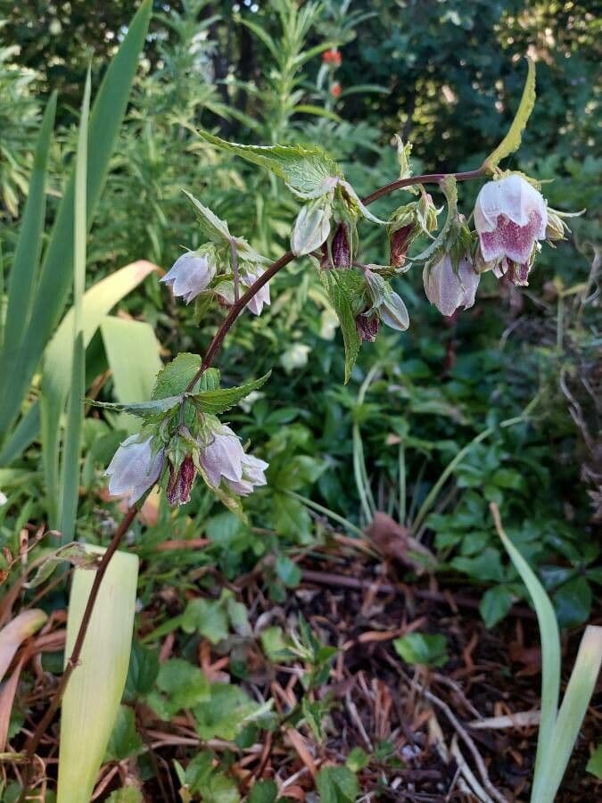 Campanula puntata 7
