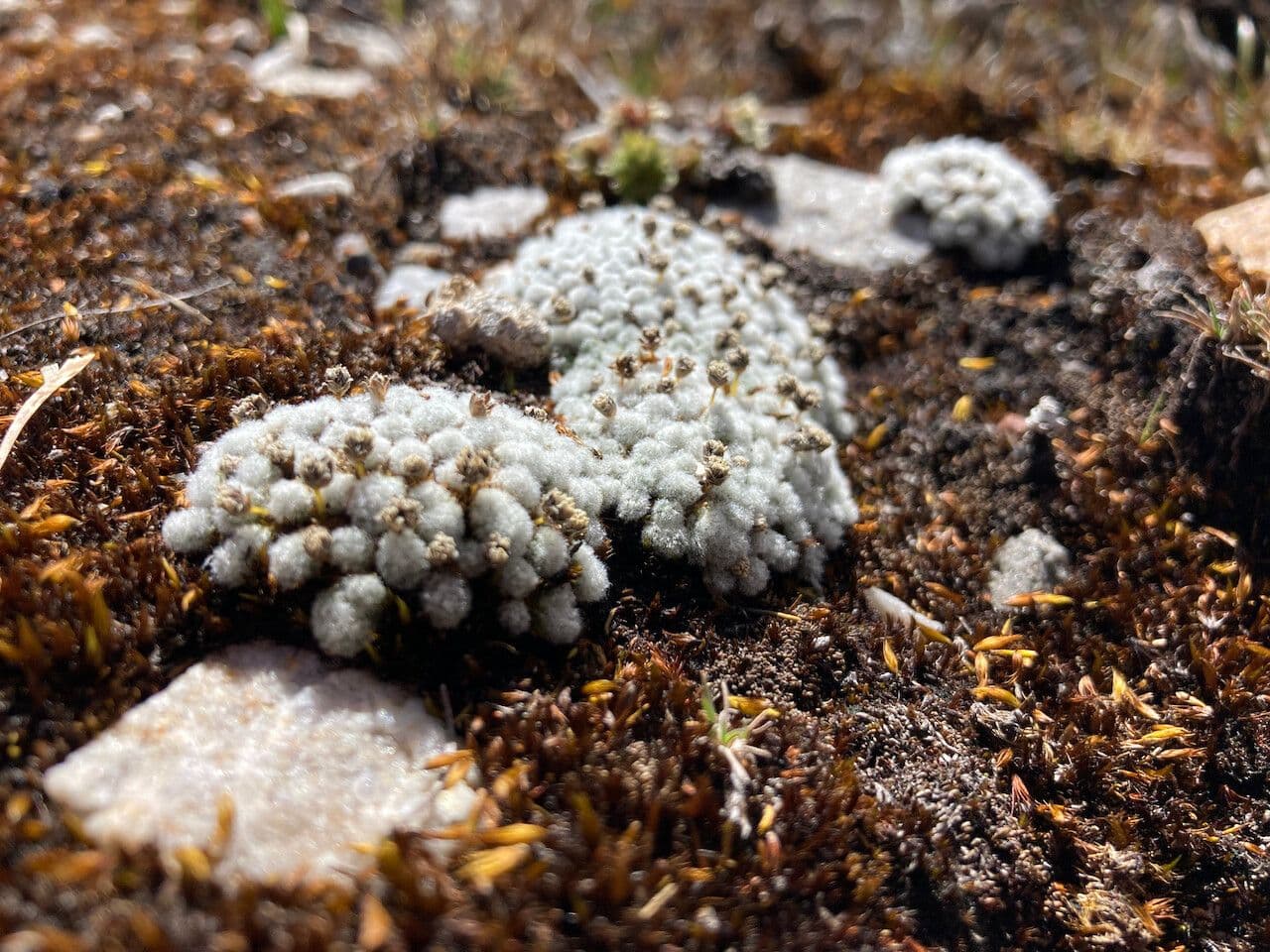 Paepalanthus 12