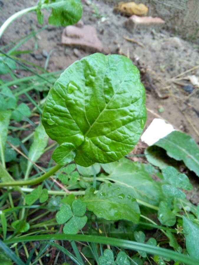 Pirolo asariforme 18