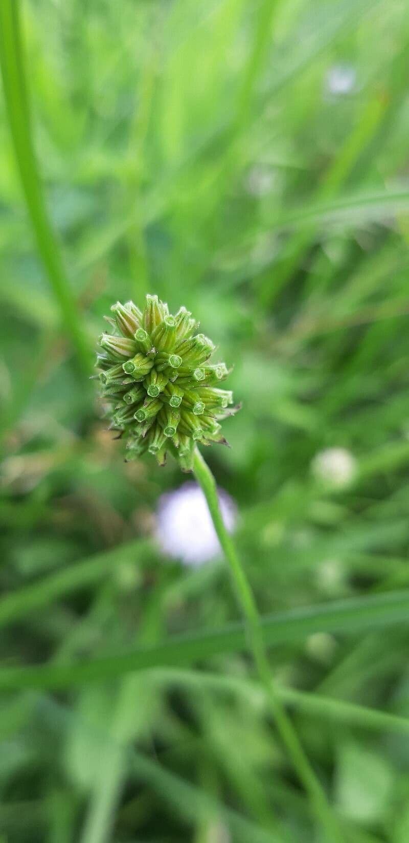 Succisella 2