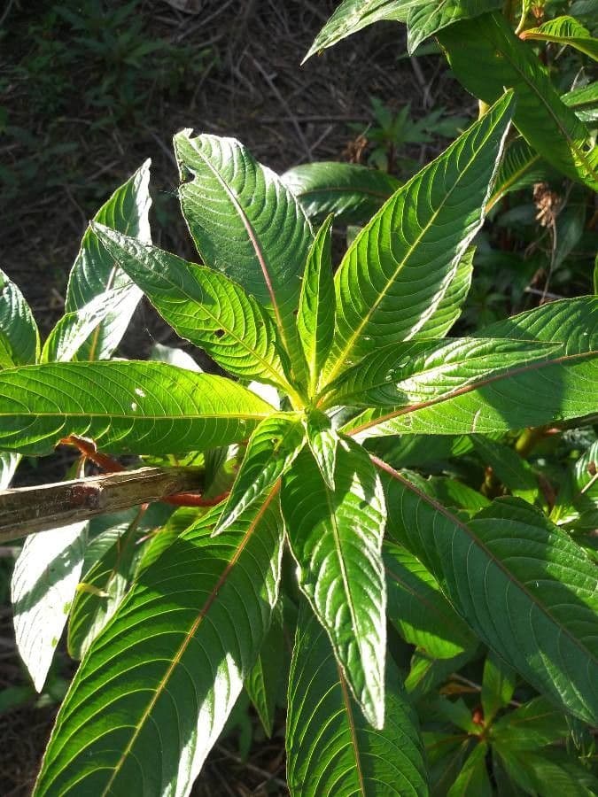 Ludwigia 4