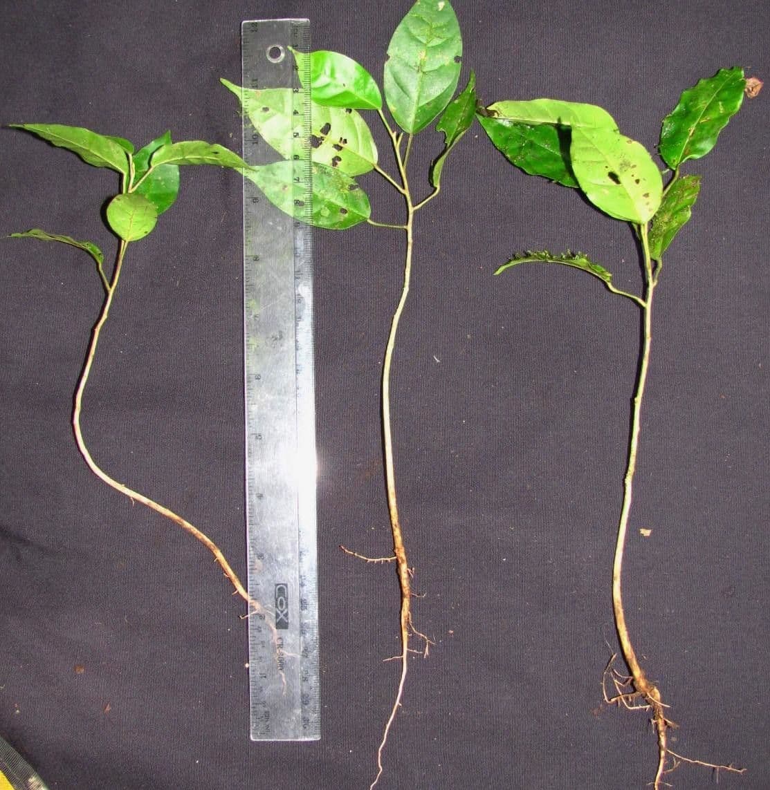 Croton 27