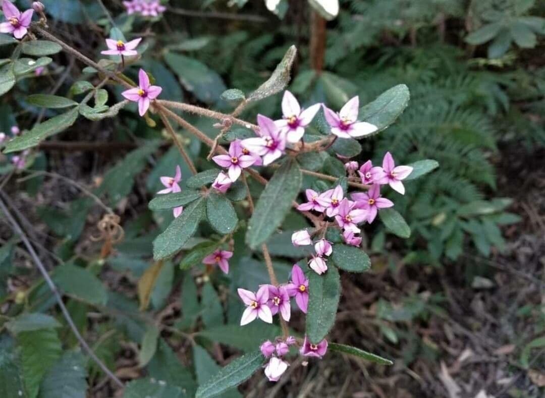 Prostanthera 2