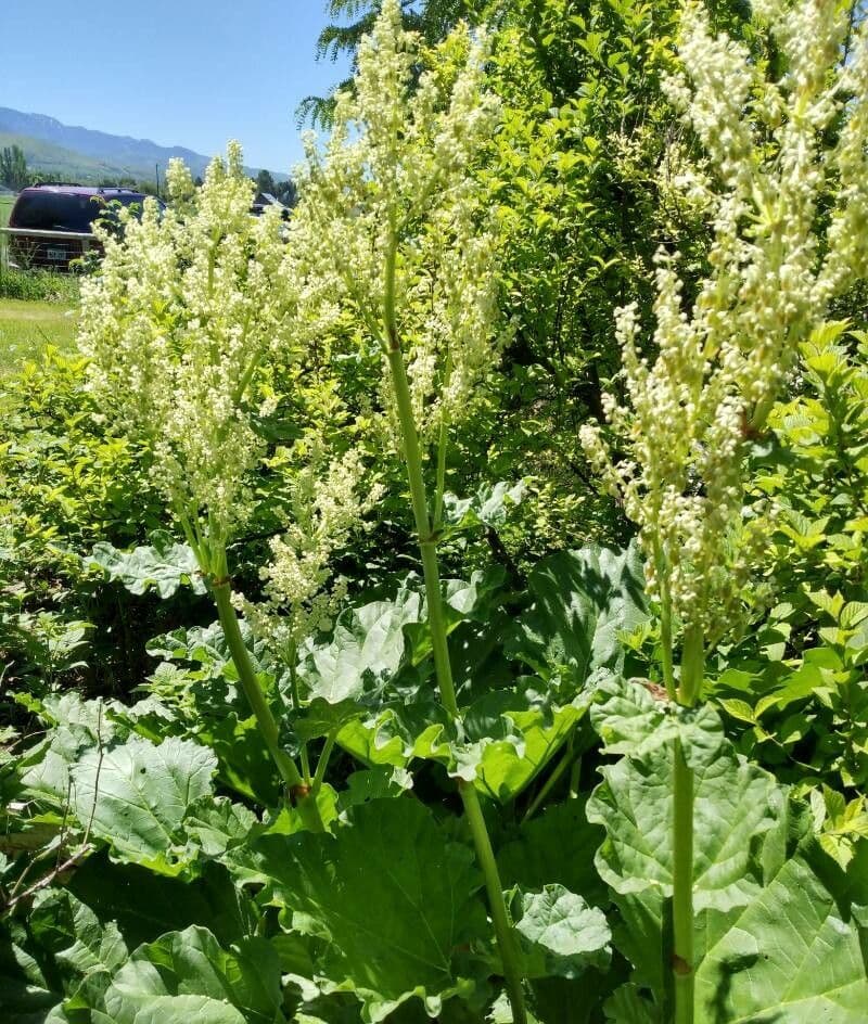 Rabarbaro da giardino 14