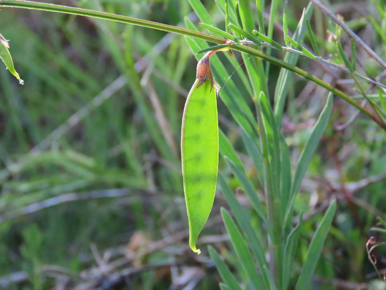 Vesce pèlerine