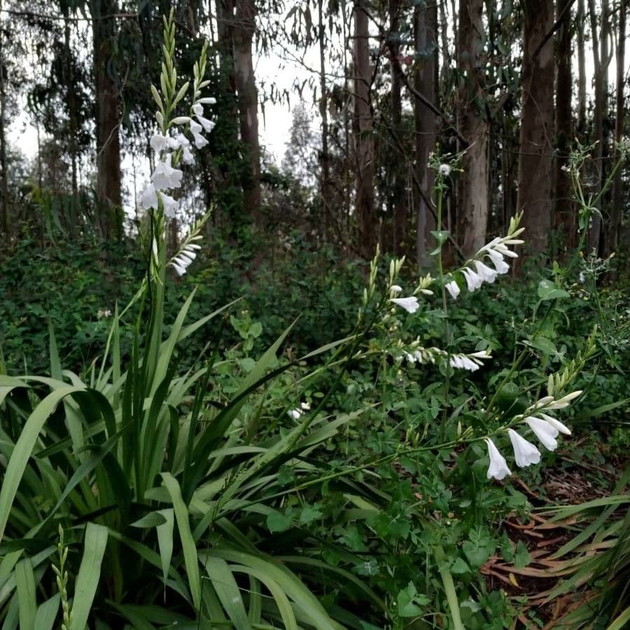 Watsonia 8