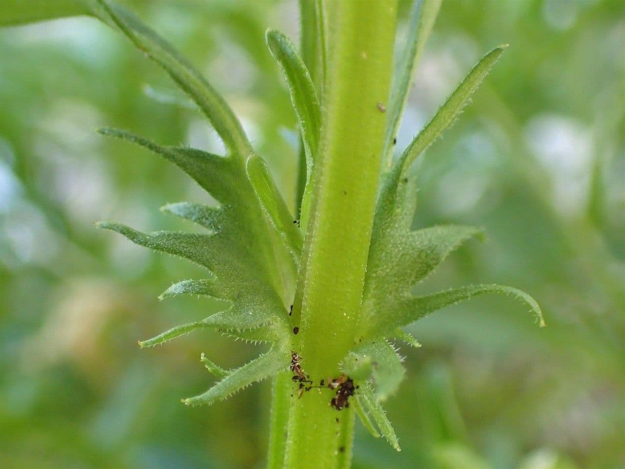 Wildes Stiefmütterchen 25