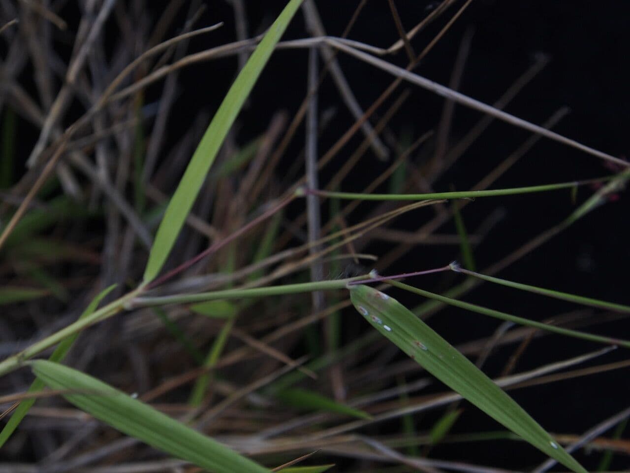 Pogonatherum 2