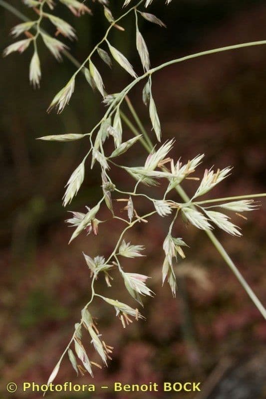 Festuca pallida 19