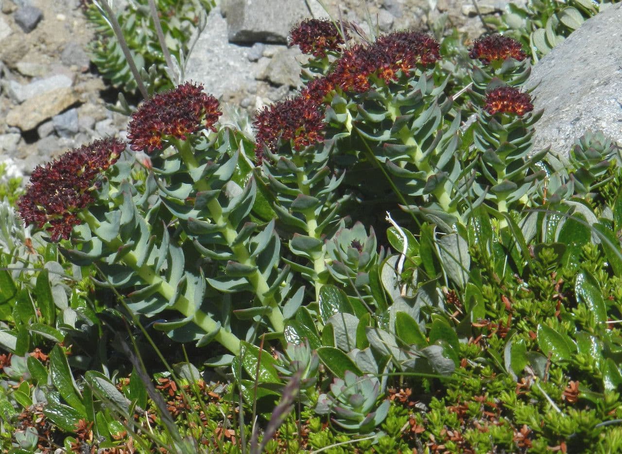 Rhodiola integrifolia 12