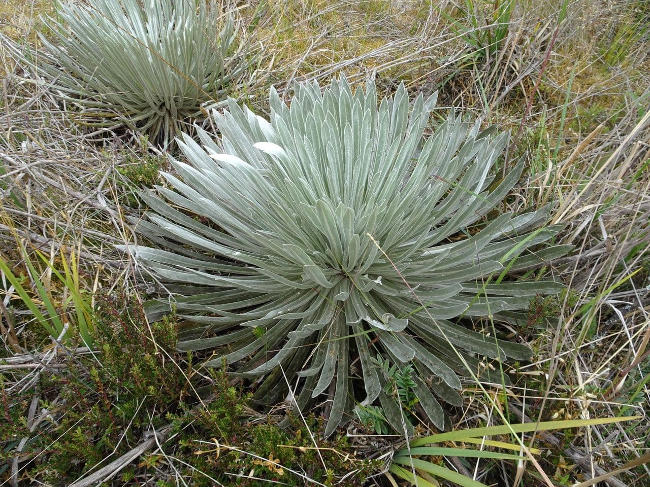 Espeletia 5