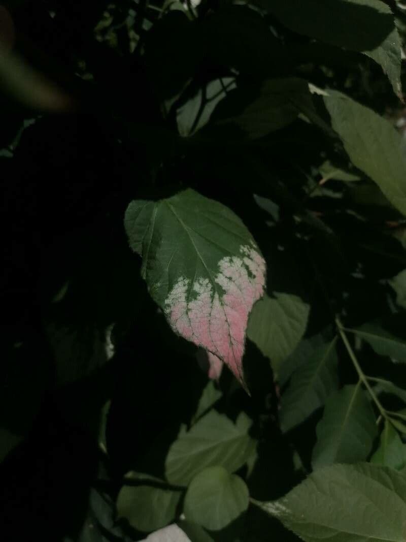 Actinidia kolomikta 17