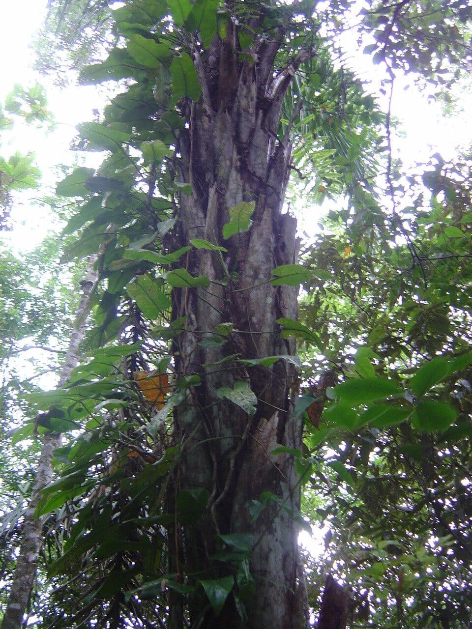 Attalea 2