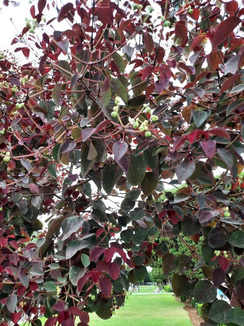 Euphorbe cotinifolia
