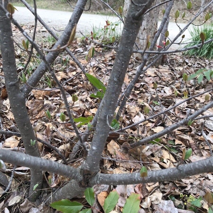 Shepherdia canadensis 19