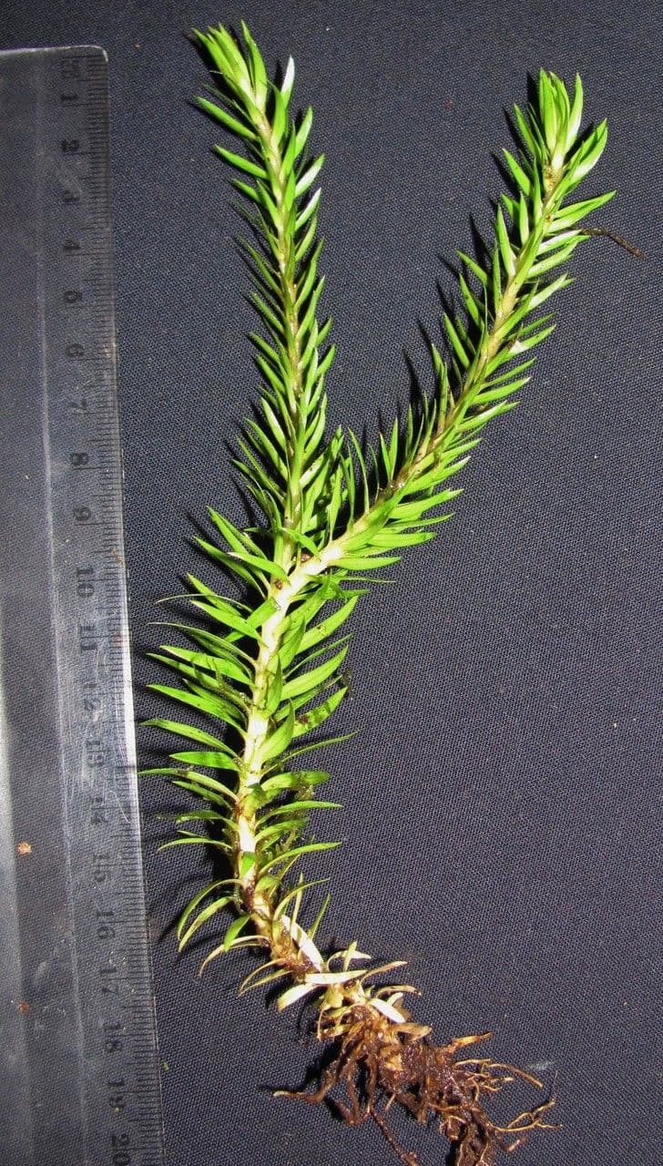 Lycopodio 2