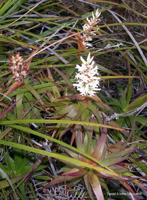 Dracophyllum 11