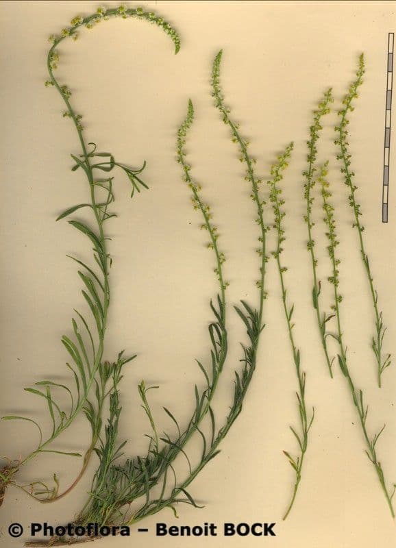 Sesamoides purpurascens 28