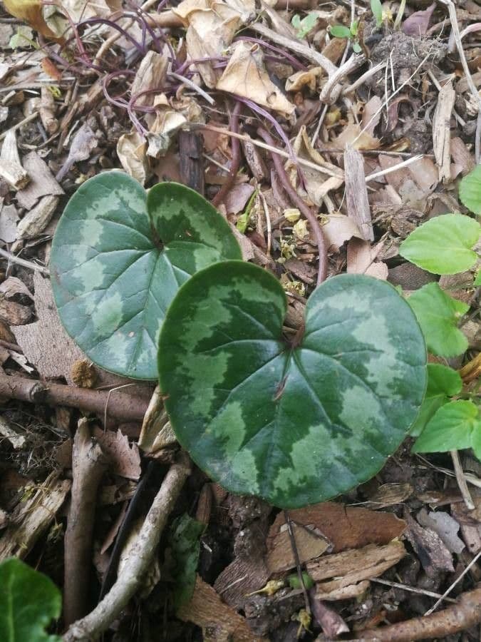 Ciclamino 6