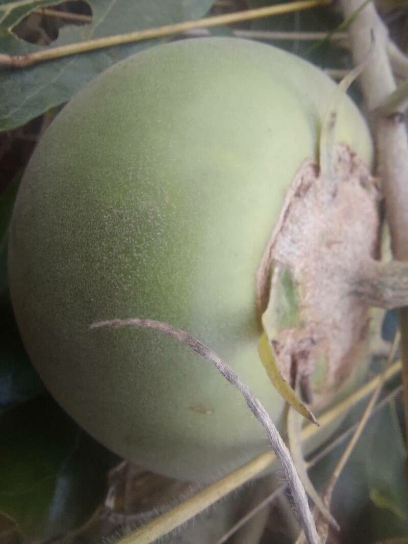 Lycoperdon 2