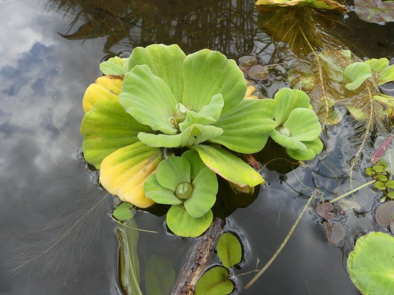 Lattuga d'acqua 12