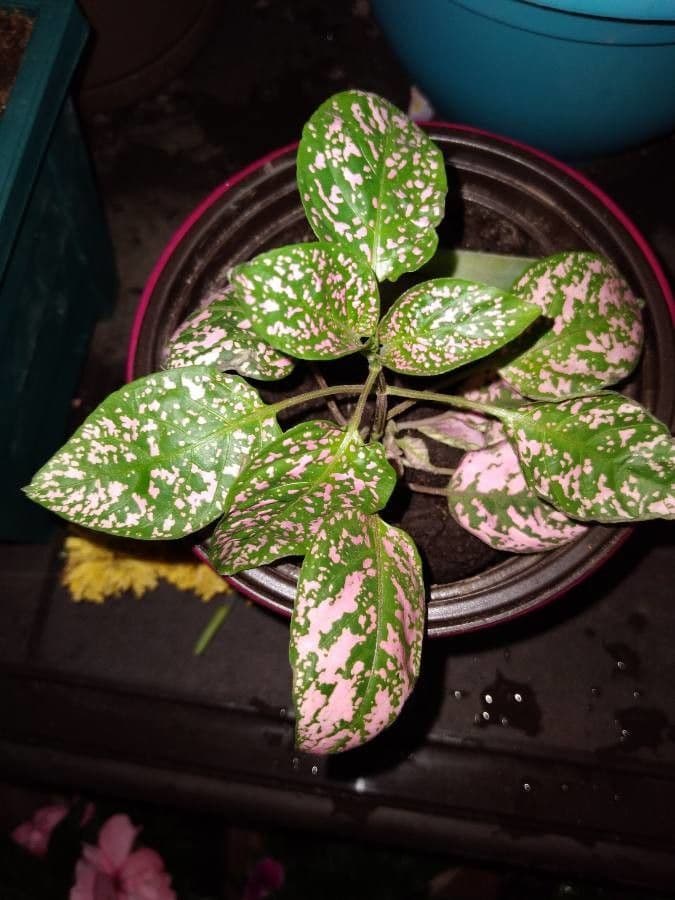 Hypoestes 26
