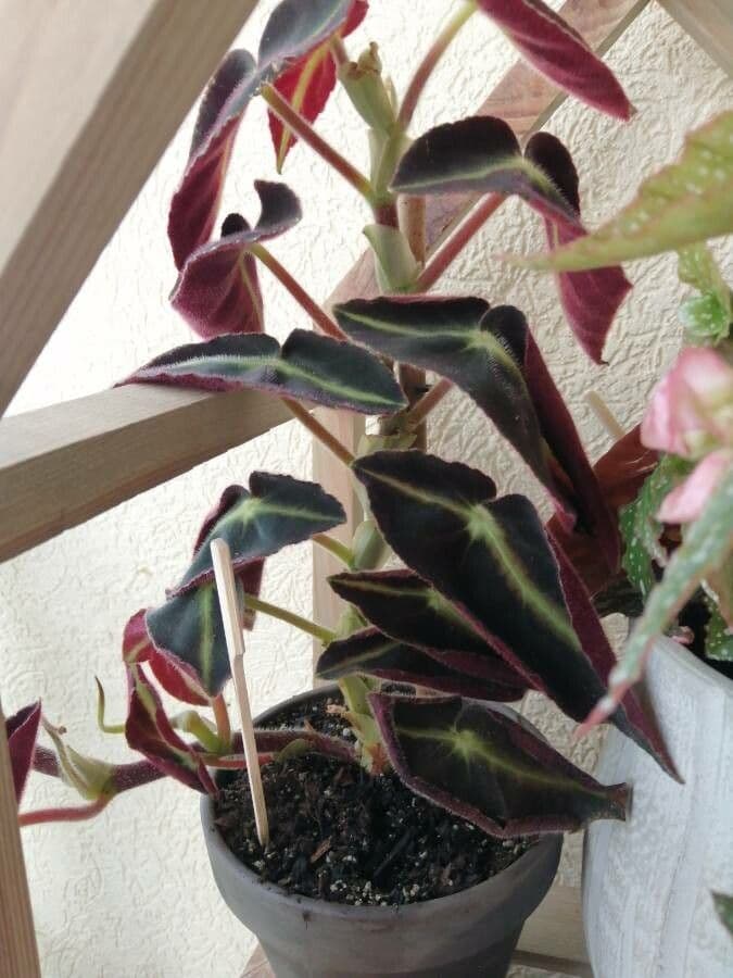 Begonia