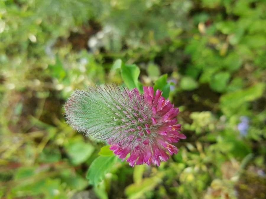 Trifoglio rossastro 9