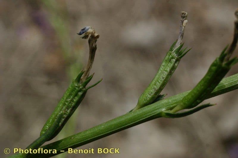 Lobelia urens 19