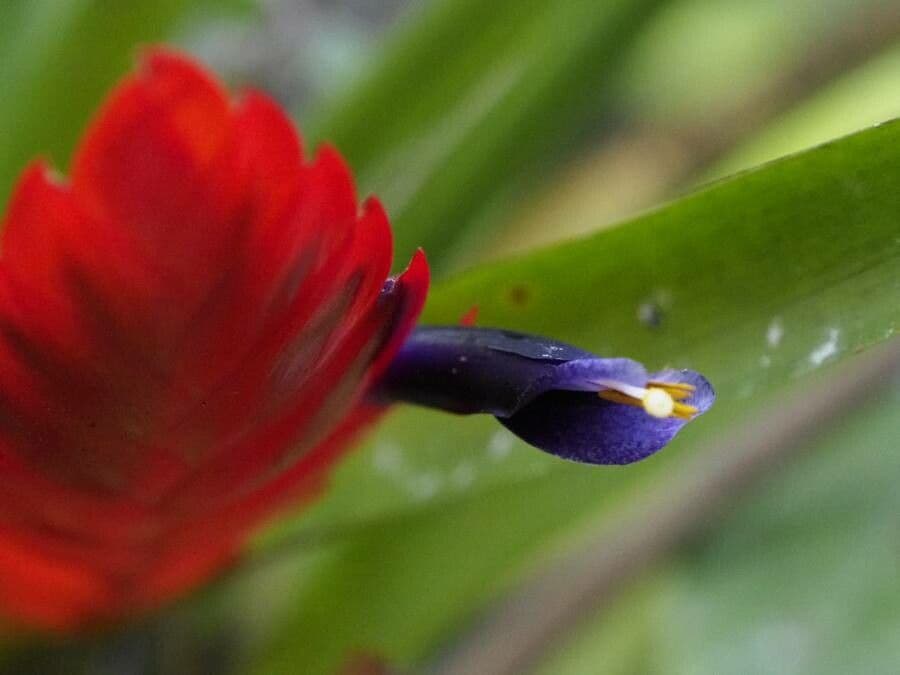 Tillandsia multicaulis
