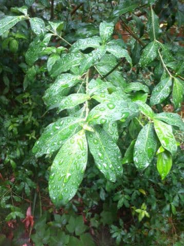 Cornus 7