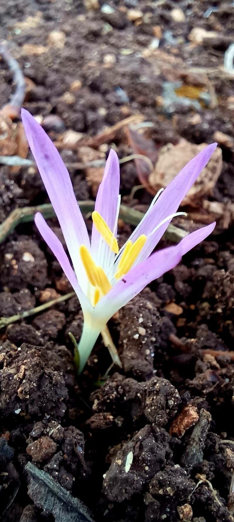 Colchicum 3