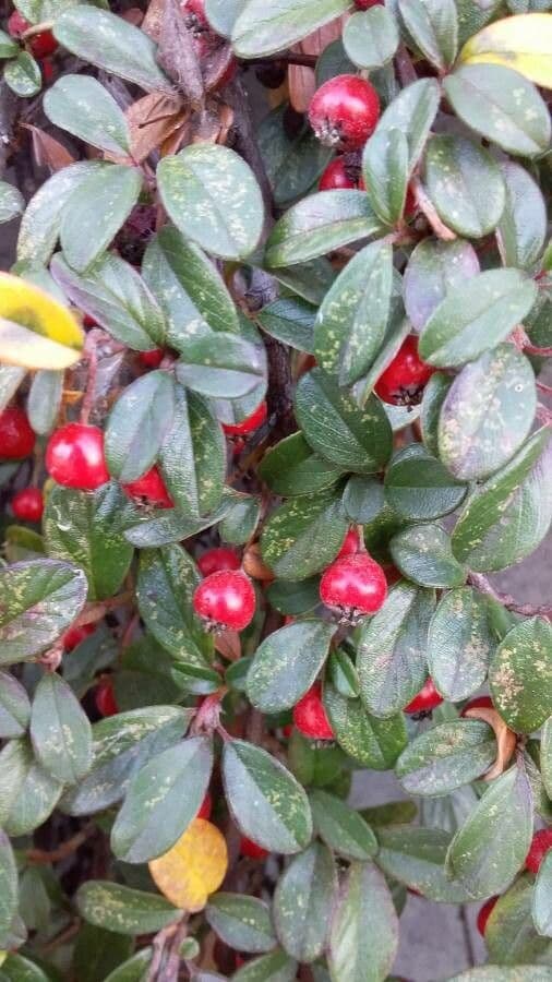 Cotoneaster di Dammer