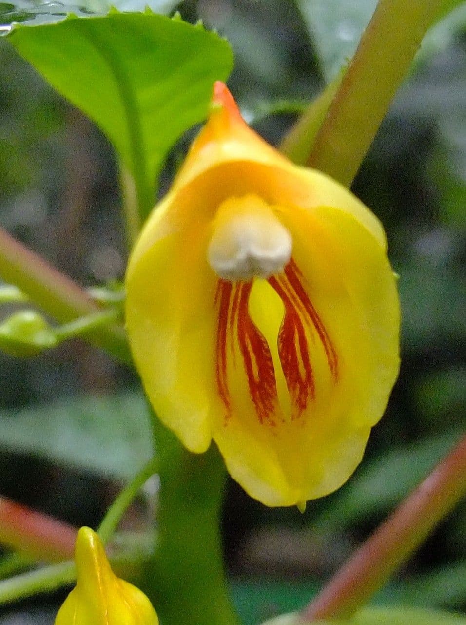 Balsamino 5