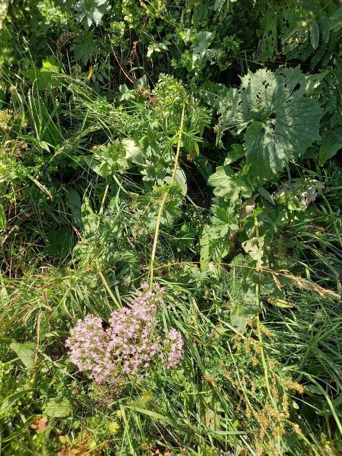 Valeriana comune 12