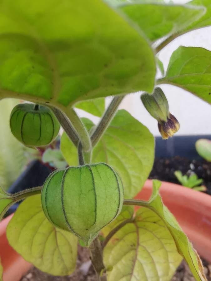 Physalis pubescent