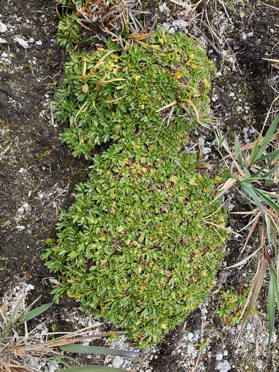 Azorella 13
