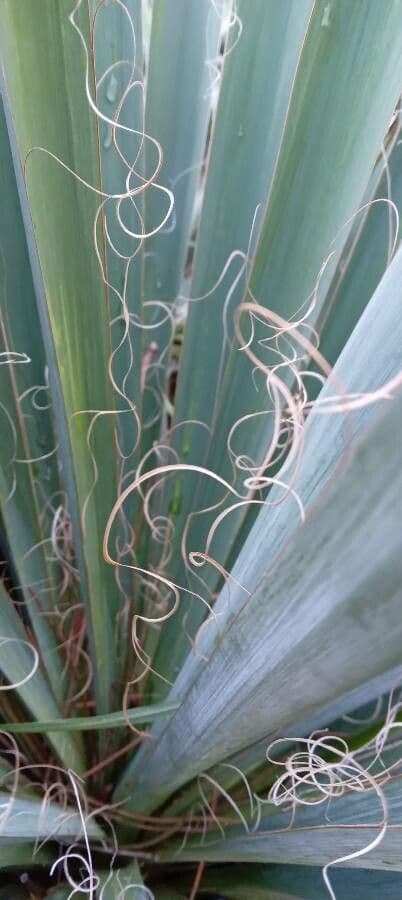 Schopf-Yucca 28