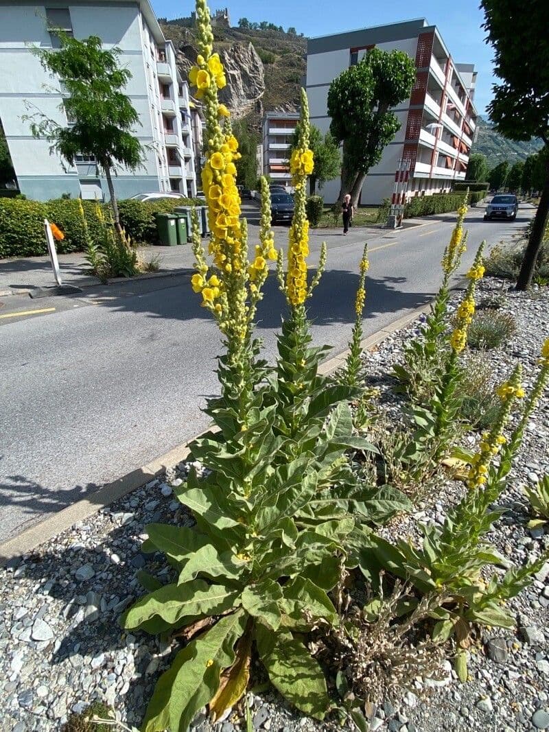 Großblütige Königskerze 12