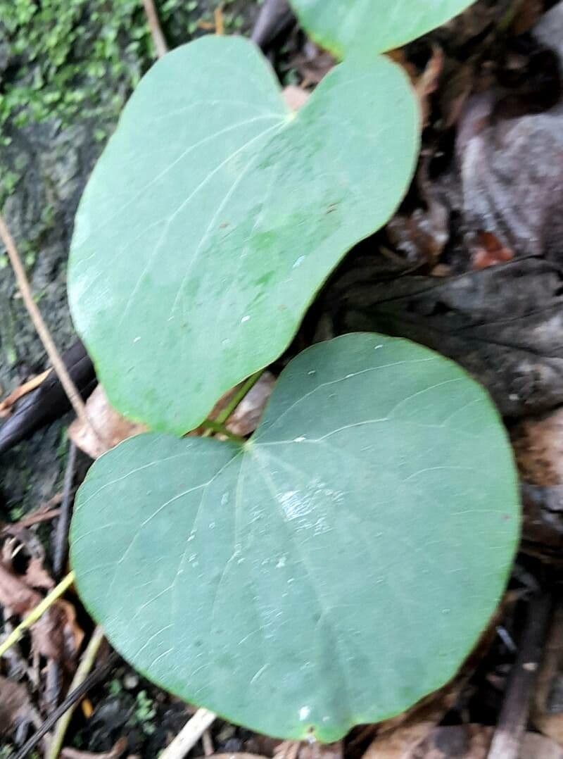 Cissampelos pareira 14