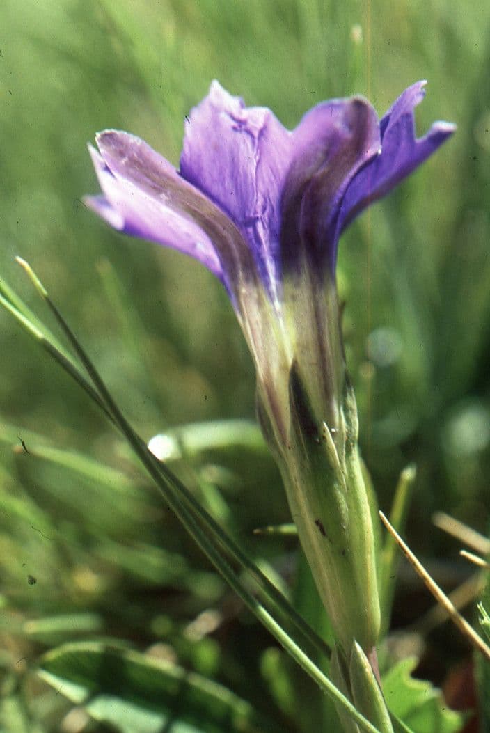 Goryczka 6