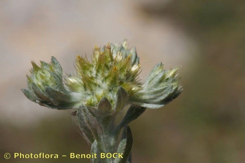 Bambagia spatolata