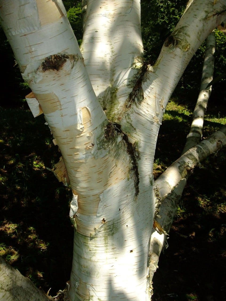 Bříza 14