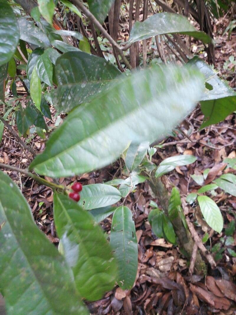 Cymbopetalum 2